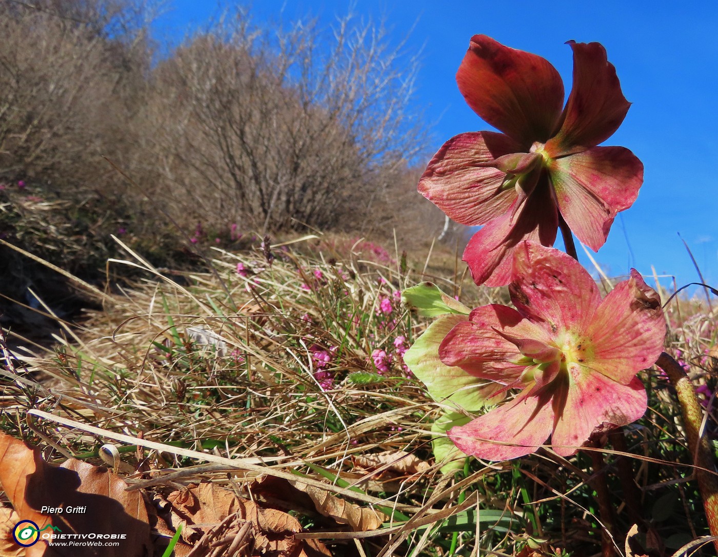 24 Helleborus niger (Elleboro) in fruttescenza.JPG